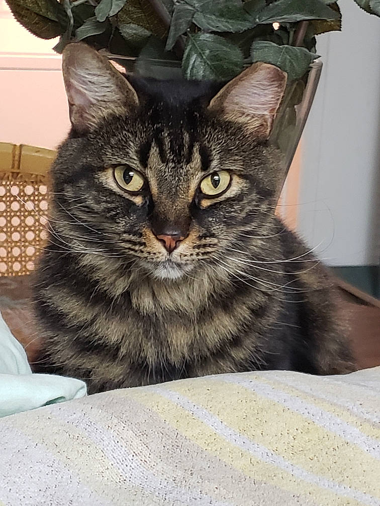 Harmony joined the competition — help win amazing prizes! box, carnivore, cat, comfort, domestic_short_haired_cat, felidae, fur, small_to_medium_sized_cats, snout, whiskers, window