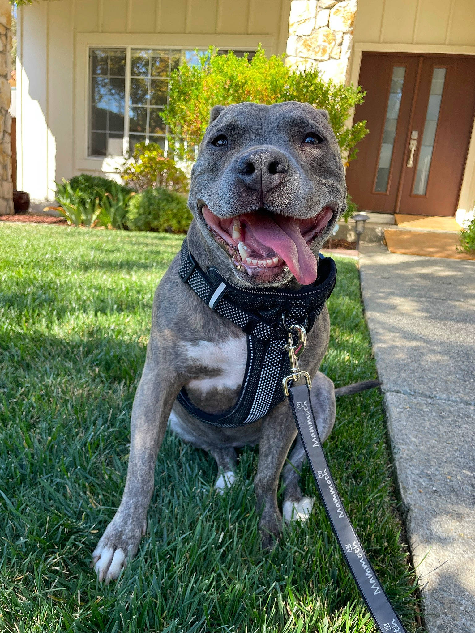 Bellablu joined the competition — help win amazing prizes! canidae, carnivore, collar, companion_dog, dog, dog_breed, dog_collar, door, fawn, grass, metal, pet_supply, plant, sculpture, snout, sporting_group, tail, terrestrial_animal, whiskers, window