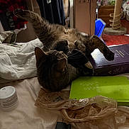 Tiggy joined the competition — help win amazing prizes! cat, tabby_cat, bed, blanket, book, plastic_bag, container, furniture, stretching, indoor, pet, animal, cozy, clutter, relaxed, paw, whiskers, fur, head, ears