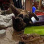 cat, tabby_cat, bed, blanket, book, plastic_bag, container, furniture, stretching, indoor, pet, animal, cozy, clutter, relaxed, paw, whiskers, fur, head, ears