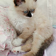 Cookies a rejoint le concours — aidez-le/la à gagner de superbes lots ! cat, kitten, blue_eyes, fluffy, long_hair, paws, paw_pads, tail, fur, bed, blanket, floral_pattern, white, cream, pink, sleepy, indoors, close_up, pet, domestic_animal