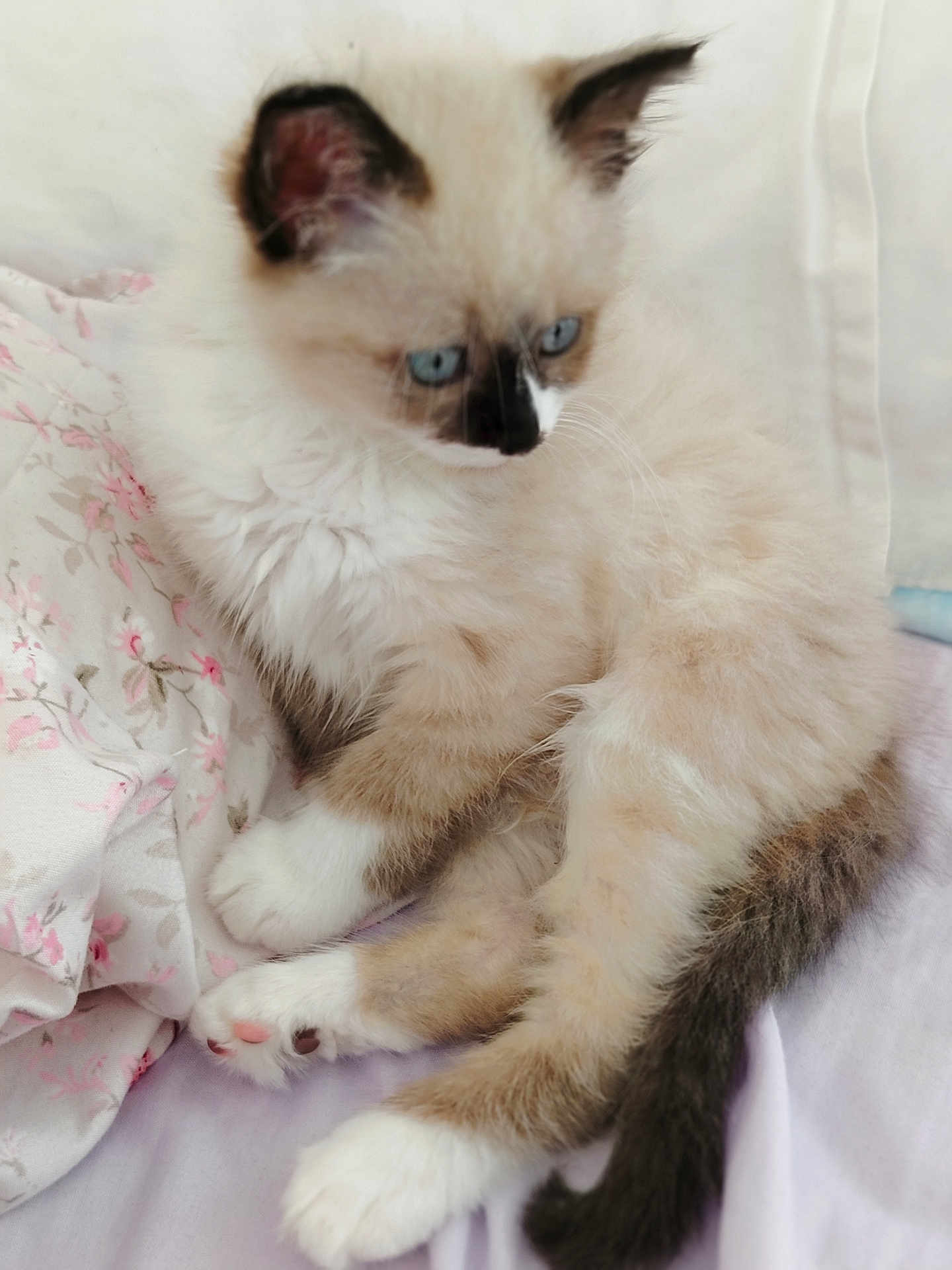 Cookies a rejoint le concours — aidez-le/la à gagner de superbes lots ! cat, kitten, blue_eyes, fluffy, long_hair, paws, paw_pads, tail, fur, bed, blanket, floral_pattern, white, cream, pink, sleepy, indoors, close_up, pet, domestic_animal