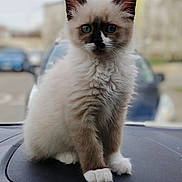 Cookies a rejoint le concours — aidez-le/la à gagner de superbes lots ! blue_eyes, blurred_background, bokeh, car_interior, cat, closeup, cute, dashboard, feline, fluffy, kitten, long_fur, paws, pet, portrait, sitting, urban_background, whiskers, white_paws, young_animal