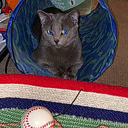 Timmy joined the competition — help win amazing prizes! cat, gray_cat, indoor, pet, toy_tunnel, cat_toy, rug, baseball_toy, yellow_feather_toy, carpet, blue, pattern, animal, feline, curious, playing, domestic_cat, cute, pet_toy, cozy