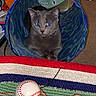 cat, gray_cat, indoor, pet, toy_tunnel, cat_toy, rug, baseball_toy, yellow_feather_toy, carpet, blue, pattern, animal, feline, curious, playing, domestic_cat, cute, pet_toy, cozy