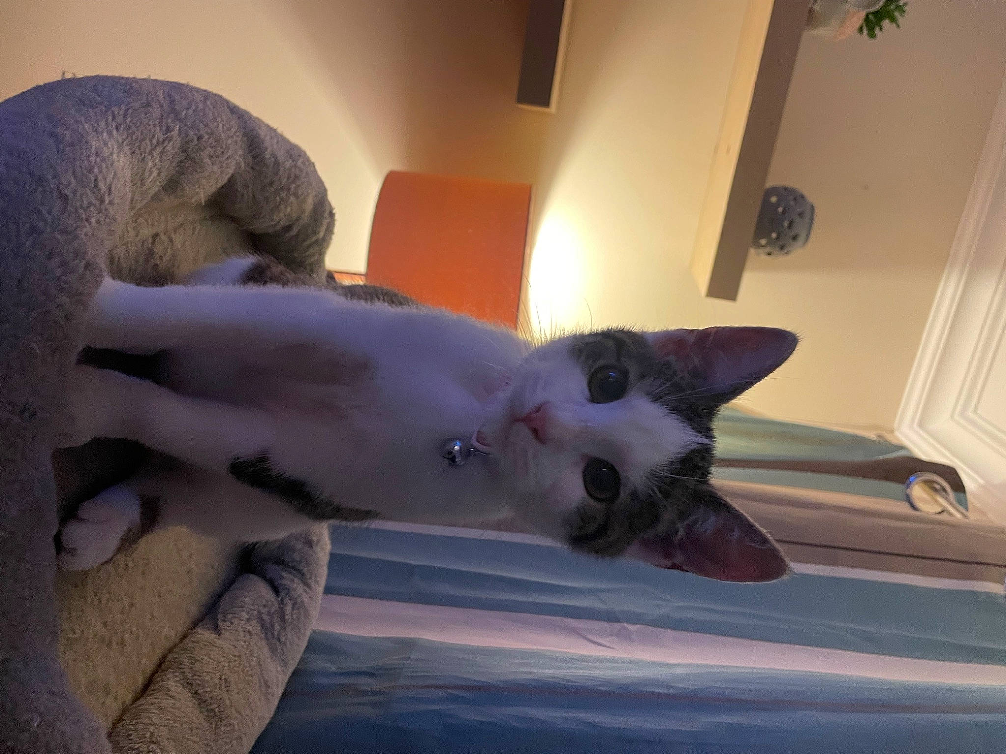 Harper joined the competition — help win amazing prizes! bed, carnivore, cat, comfort, domestic_short_haired_cat, door, ear, fawn, felidae, fur, gesture, houseplant, linens, paw, room, small_to_medium_sized_cats, snout, tail, whiskers, wood