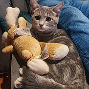 Plume a rejoint le concours — aidez-le/la à gagner de superbes lots ! cat, kitten, plush_toy, gray_tabby, couch, indoor, person, jeans, white_shirt, fur, pet, cute, cozy, animal, domestic_cat, toy, sitting, relaxed, home, companion
