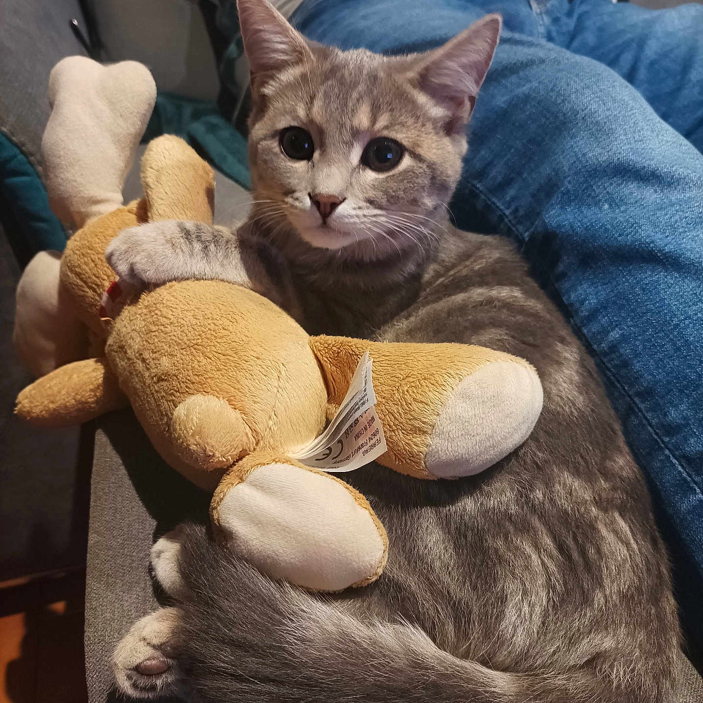 Plume a rejoint le concours — aidez-le/la à gagner de superbes lots ! animal, cat, companion, couch, cozy, cute, domestic_cat, fur, gray_tabby, home, indoor, jeans, kitten, person, pet, plush_toy, relaxed, sitting, toy, white_shirt