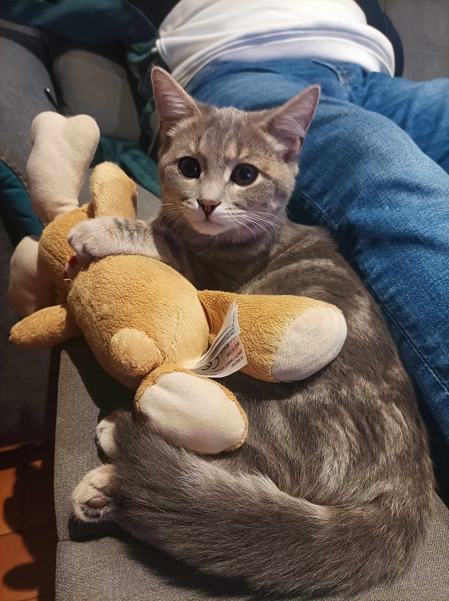 Plume a rejoint le concours — aidez-le/la à gagner de superbes lots ! cat, kitten, plush_toy, gray_tabby, couch, indoor, person, jeans, white_shirt, fur, pet, cute, cozy, animal, domestic_cat, toy, sitting, relaxed, home, companion