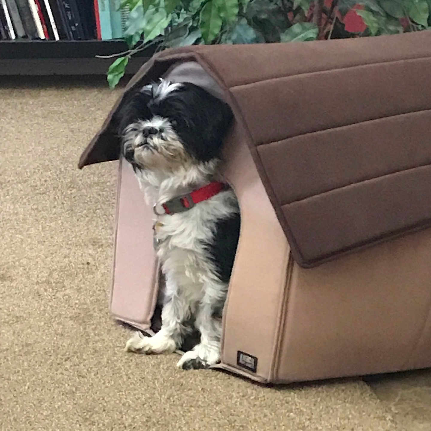 Hercules joined the competition — help win amazing prizes! animal, architecture, building, canine, couch, den, dog, doghouse, furniture, indoors, jar, outdoors, pet, plant, planter, pottedplant, pottery, puppy, shelter, vase