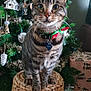 bow, cat, christmas_tree, closeup, collar, decorations, domestic_animal, feline, festive, floor, gift, holiday, indoor, ornaments, pet, present, stool, tabby, whiskers, wooden_stool
