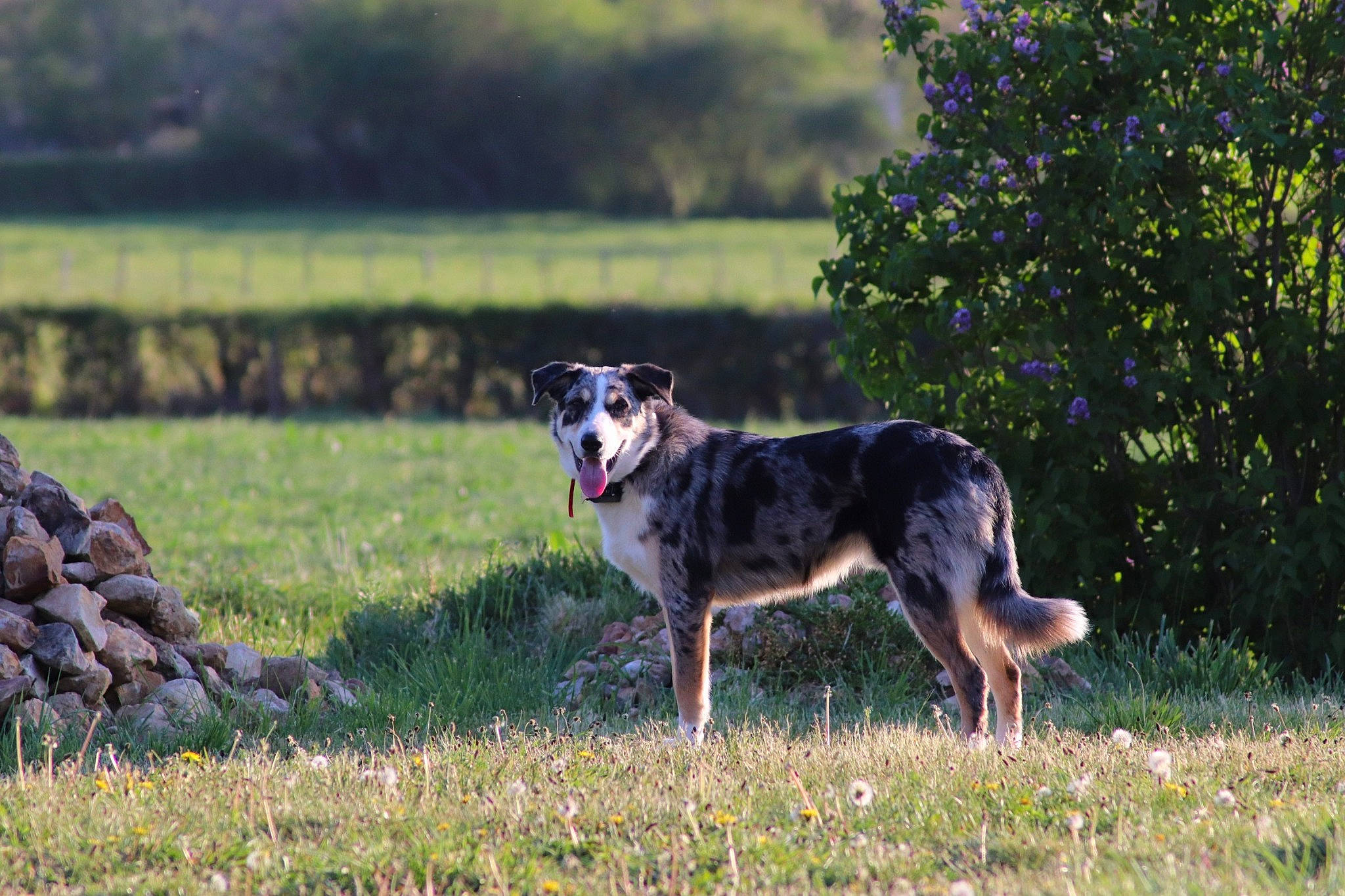 Pilou a rejoint le concours — aidez-le/la à gagner de superbes lots ! american_staghound, australian_shepherd, borzoi, canidae, carnivore, dog, dog_breed, greyhound, hortaya_borzaya, koolie, longhaired_whippet, lurcher, mammal, rare_breed_dog, sighthound, silken_windhound, smooth_collie, vertebrate, welsh_sheepdog, working_dog