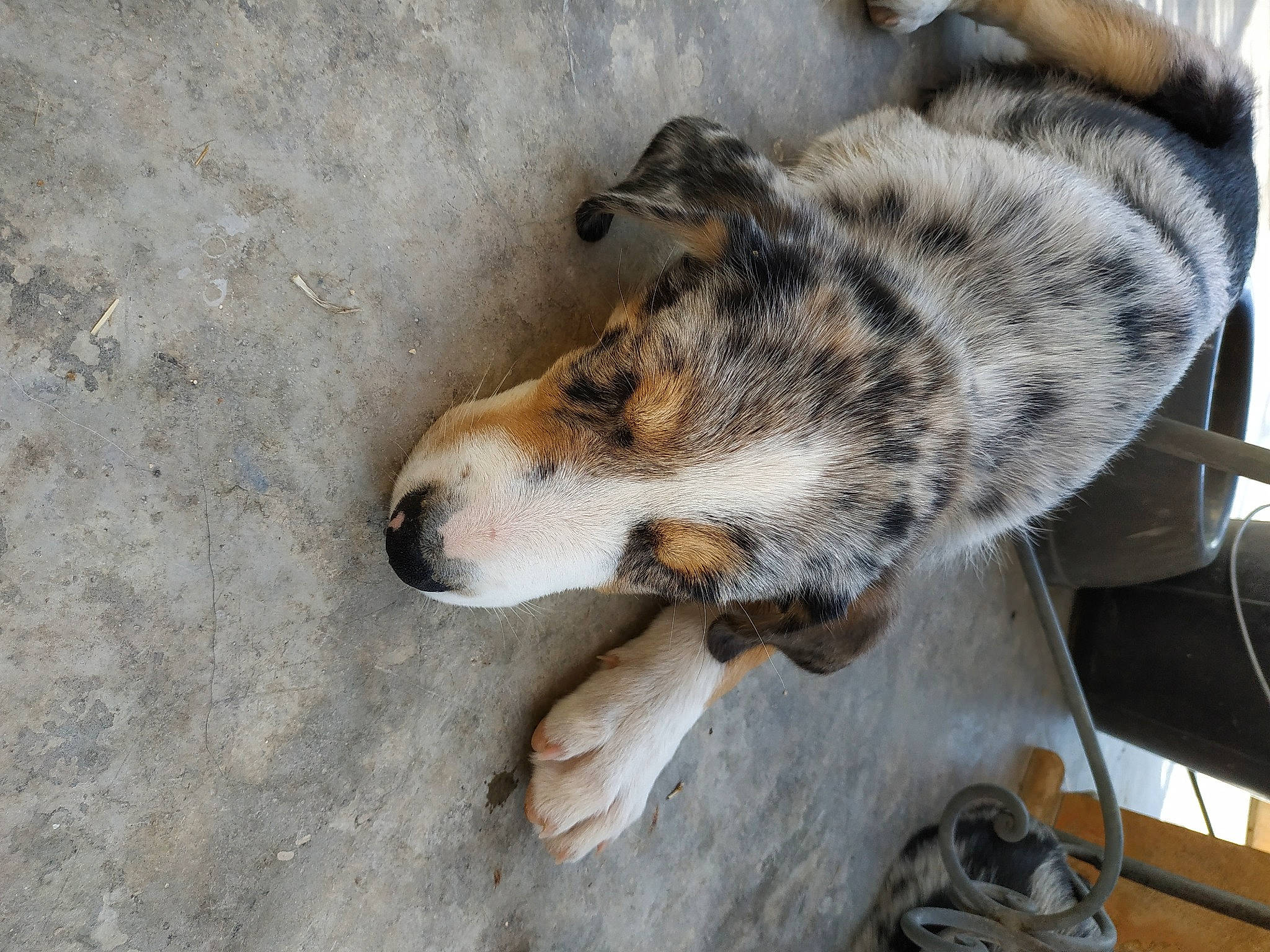 Pilou participe au concours pour gagner de l'argent avec cette photo : australian_shepherd, canidae, carnivore, dog, dog_breed, koolie, mammal, smooth_collie, street_dog, texas_heeler