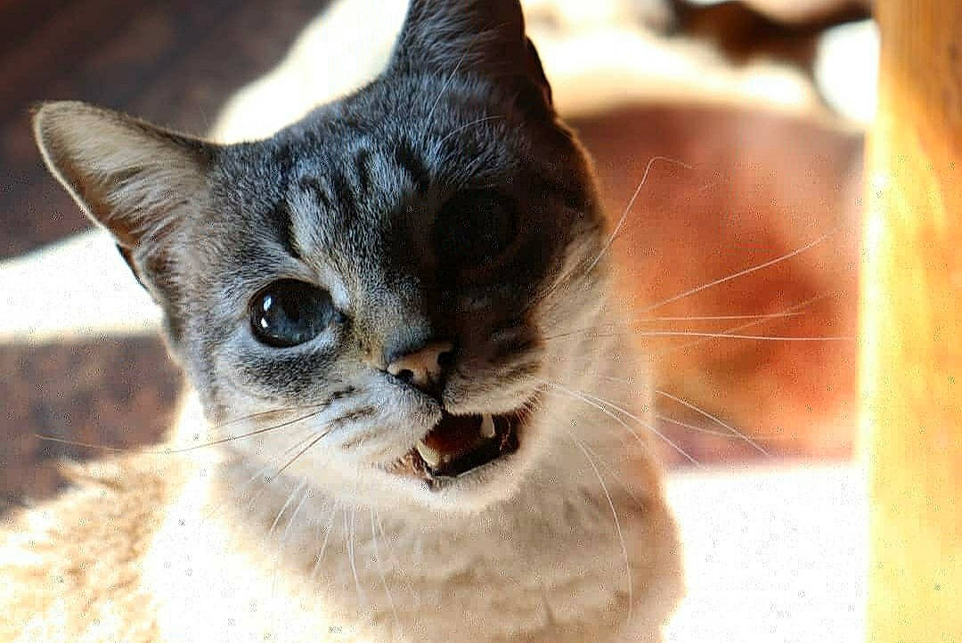 Doudouce participe au concours pour gagner de l'argent avec cette photo : asian, burmese, carnivore, cat, domestic_short_haired_cat, eye, felidae, mammal, small_to_medium_sized_cats, snout, thai, vertebrate, whiskers