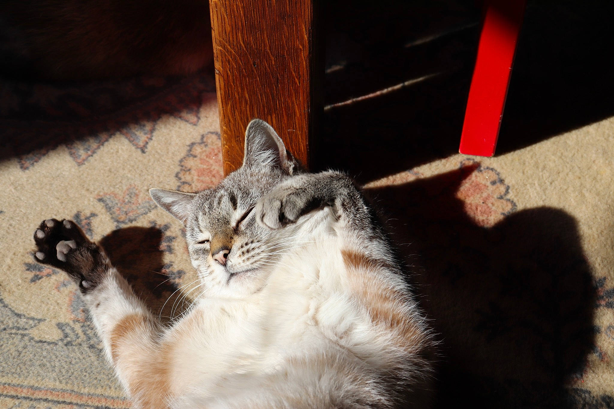 Doudouce participe au concours pour gagner de l'argent avec cette photo : aegean_cat, american_shorthair, asian, carnivore, cat, domestic_short_haired_cat, ear, european_shorthair, fawn, felidae, fur, kitten, mammal, norwegian_forest_cat, polydactyl_cat, small_to_medium_sized_cats, tabby_cat, tail, whiskers, window