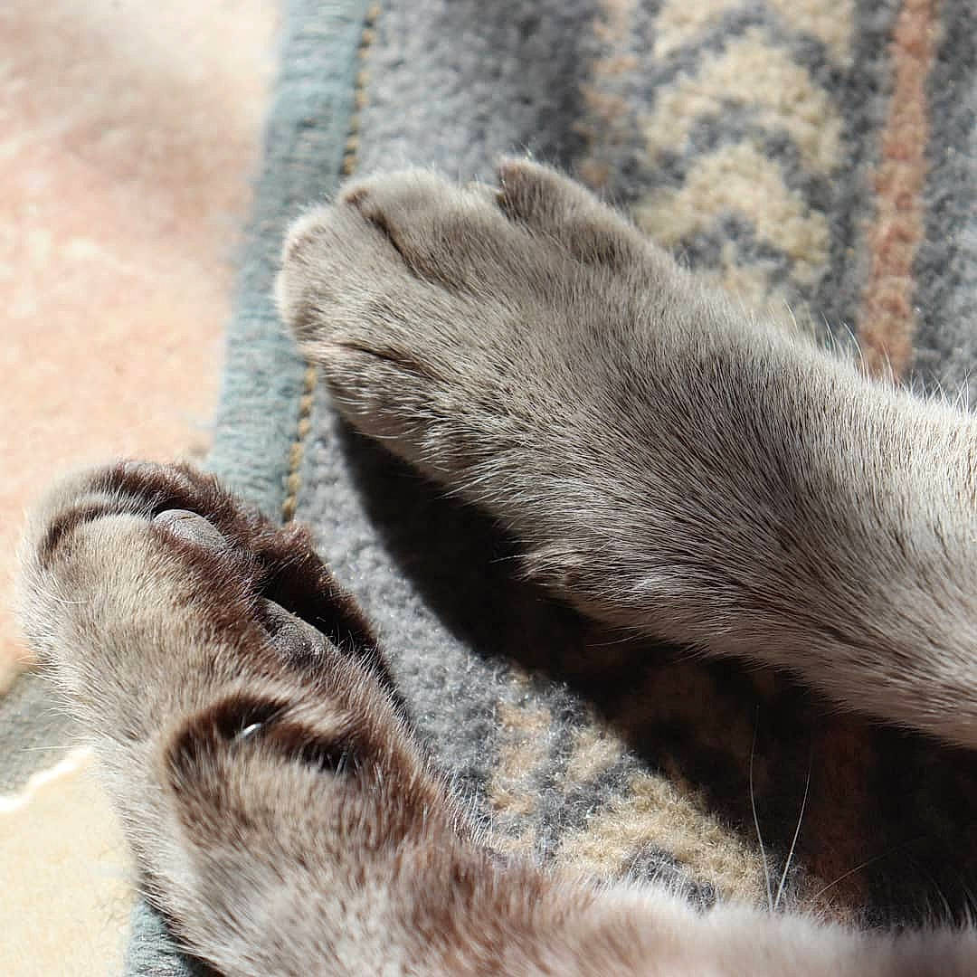 Doudouce participe au concours pour gagner de l'argent avec cette photo : beige, british_shorthair, canidae, carnivore, cat, claw, fawn, felidae, fur, hand, paw, polydactyl_cat, small_to_medium_sized_cats, tabby_cat, tail, whiskers