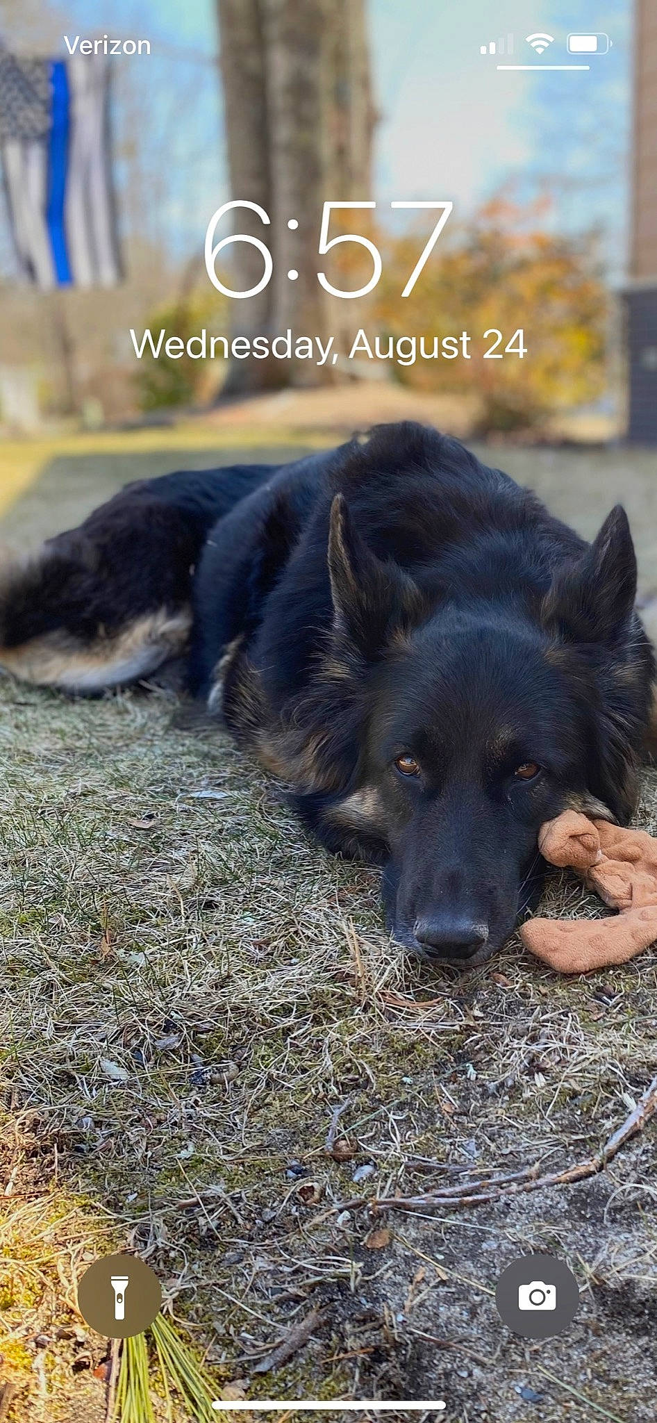 Gracie is registered to the contest to win money with this photo: canidae, carnivore, companion_dog, dog, dog_breed, fur, grass, guard_dog, herding_dog, photo_caption, soil, sporting_group, terrestrial_animal, working_animal, working_dog