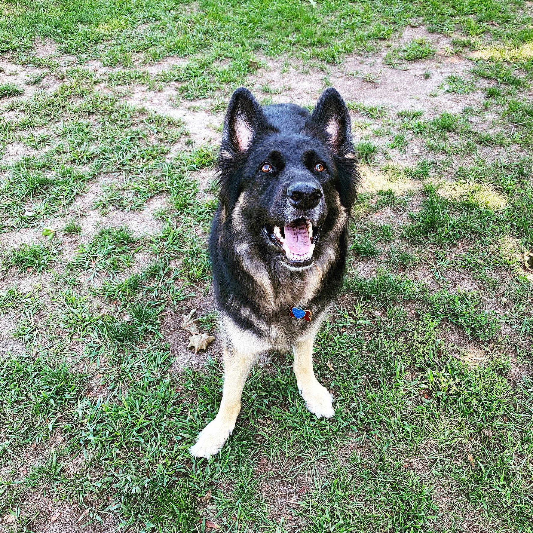 Gracie joined the competition — help win amazing prizes! ancient_dog_breeds, canidae, carnivore, collar, companion_dog, dog, dog_breed, dog_supply, foot, grass, groundcover, herbaceous_plant, herding_dog, non_sporting_group, plant, snout, sporting_group, terrestrial_animal, working_animal, working_dog