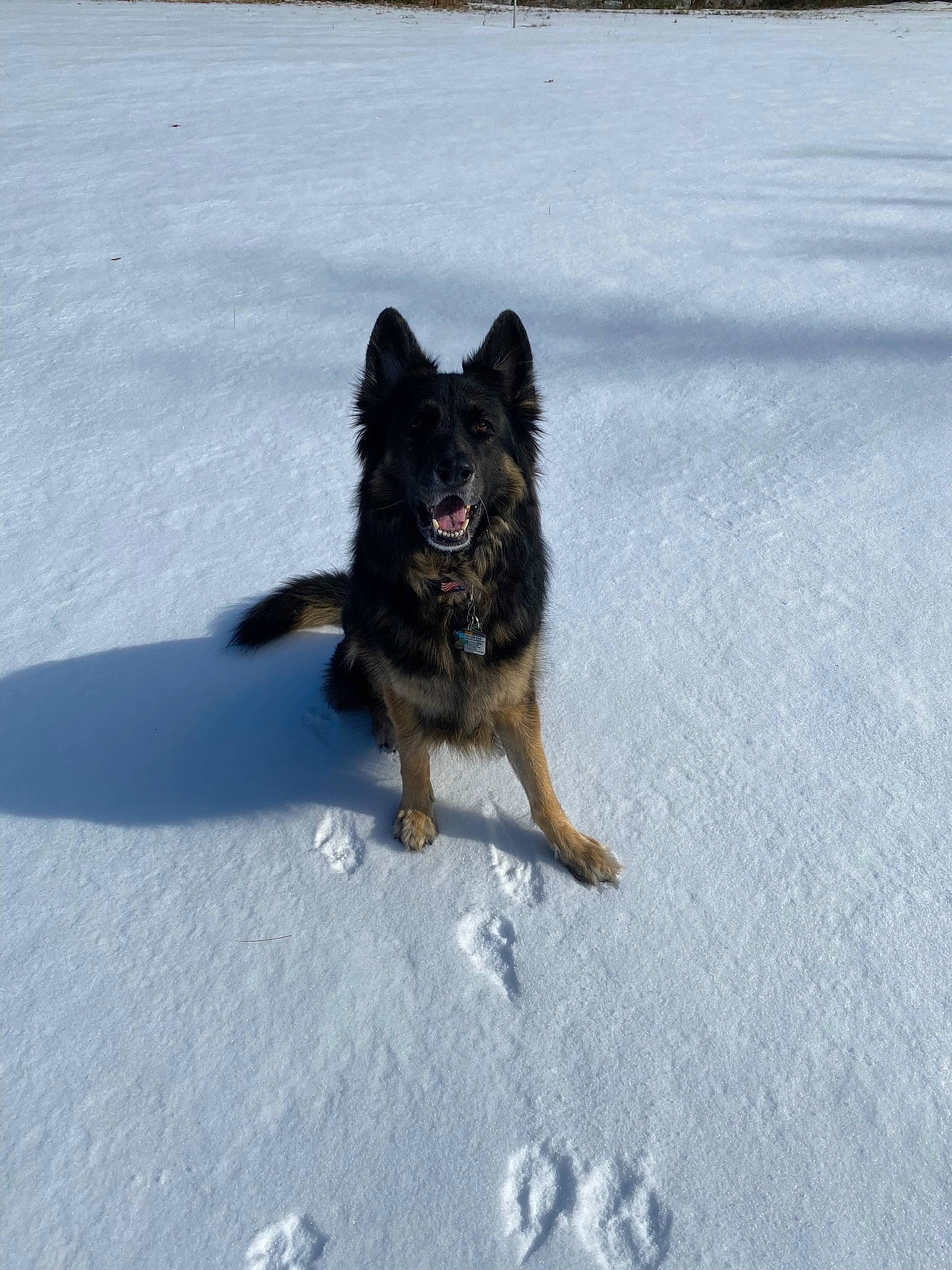 Gracie joined the competition — help win amazing prizes! asphalt, canidae, carnivore, companion_dog, dog, dog_breed, east_european_shepherd, german_shepherd_dog, guard_dog, herding_dog, king_shepherd, old_german_shepherd_dog, paw, road_surface, shadow, snow, sporting_group, tail, winter, working_dog