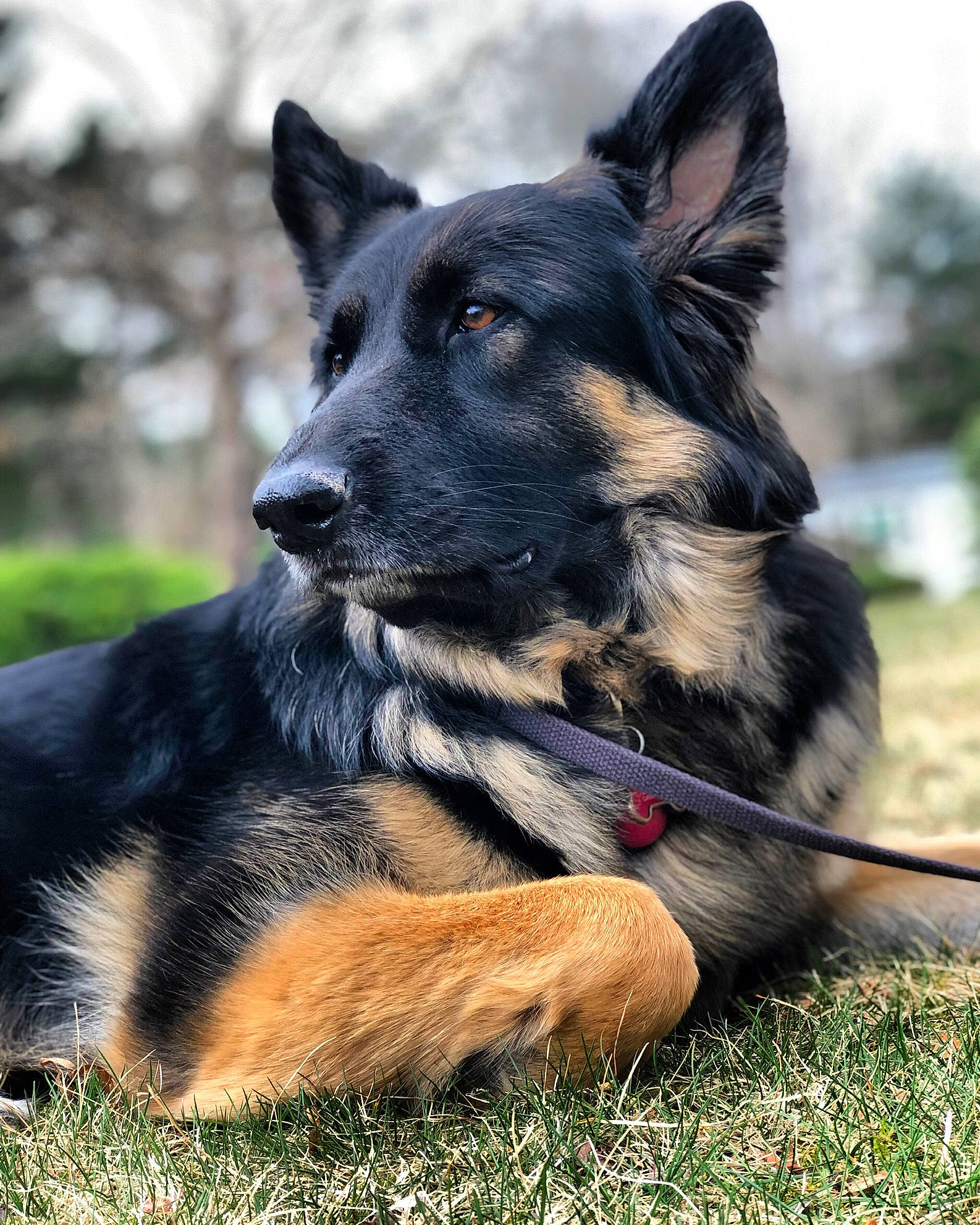 Gracie joined the competition — help win amazing prizes! bohemian_shepherd, canidae, carnivore, companion_dog, dog, dog_breed, east_european_shepherd, fur, german_shepherd_dog, grass, herding_dog, king_shepherd, old_german_shepherd_dog, plant, snout, sporting_group, terrestrial_animal, tree, working_animal, working_dog