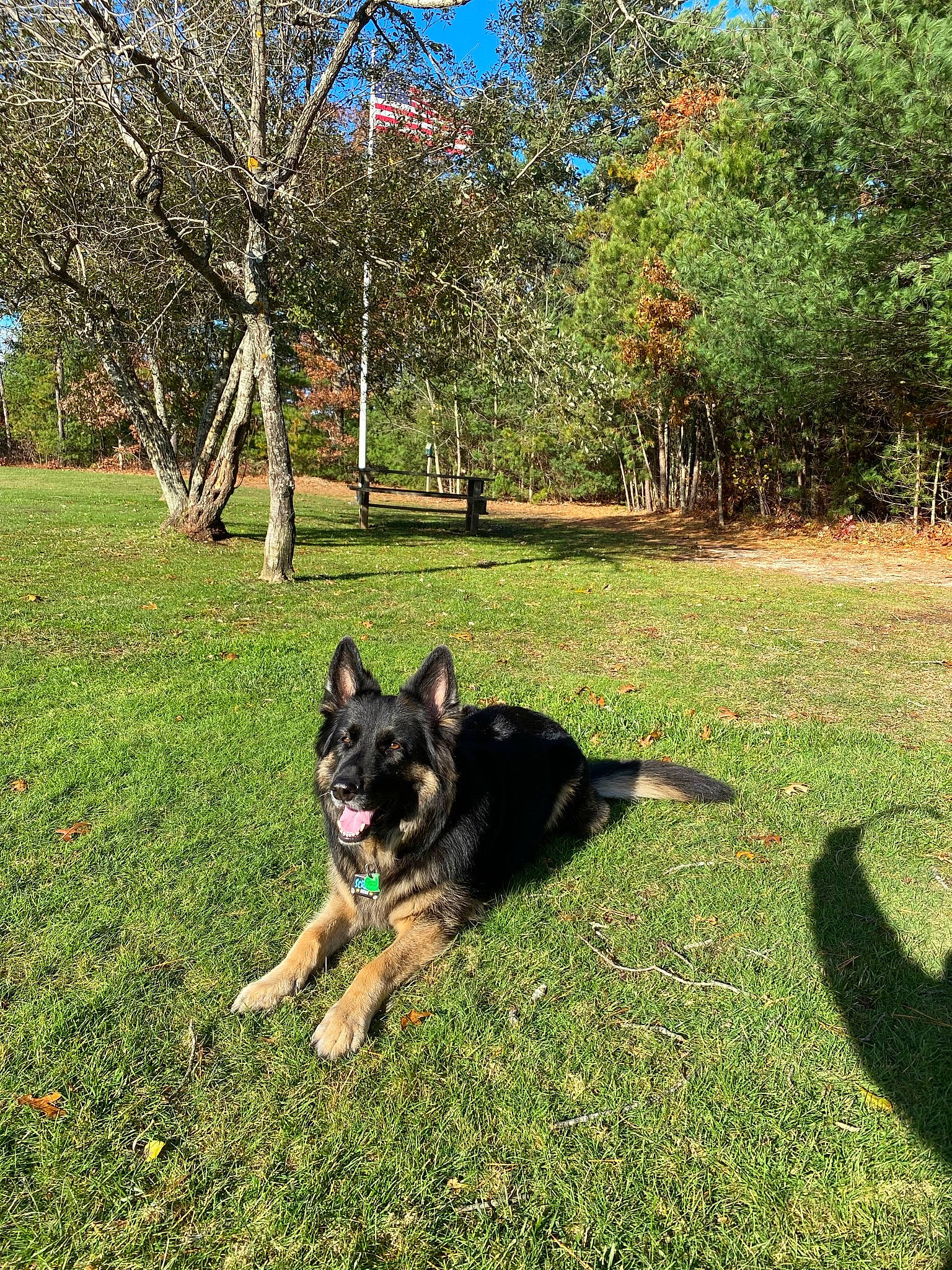 Gracie joined the competition — help win amazing prizes! carnivore, companion_dog, dog, dog_breed, dog_supply, garden, german_shepherd_dog, grass, groundcover, herding_dog, king_shepherd, lawn, old_german_shepherd_dog, plant, shade, shrub, sky, tail, tints_and_shades, tree