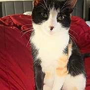 Mavis joined the competition — help win amazing prizes! animal, bedroom, blanket, calico_cat, cat, closeup, companion, curious, cute, domestic_cat, feline, fur, indoor, pet, portrait, red_blanket, relaxed, sitting, soft_light, whiskers