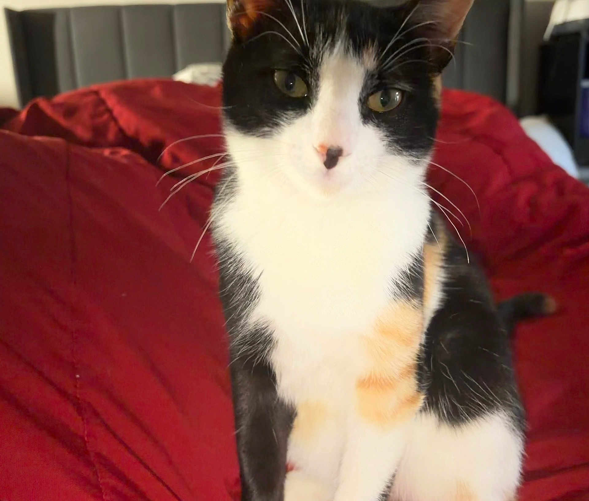 Mavis joined the competition — help win amazing prizes! animal, bedroom, blanket, calico_cat, cat, closeup, companion, curious, cute, domestic_cat, feline, fur, indoor, pet, portrait, red_blanket, relaxed, sitting, soft_light, whiskers