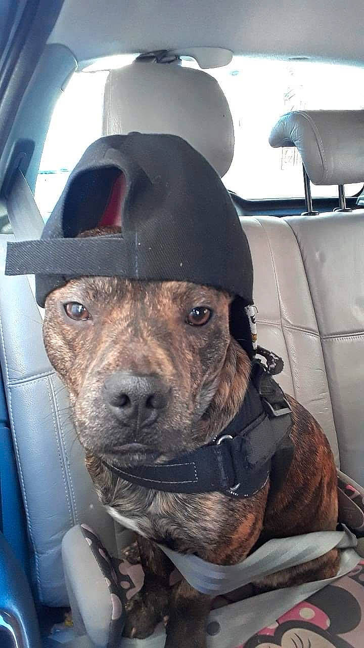 Sultan