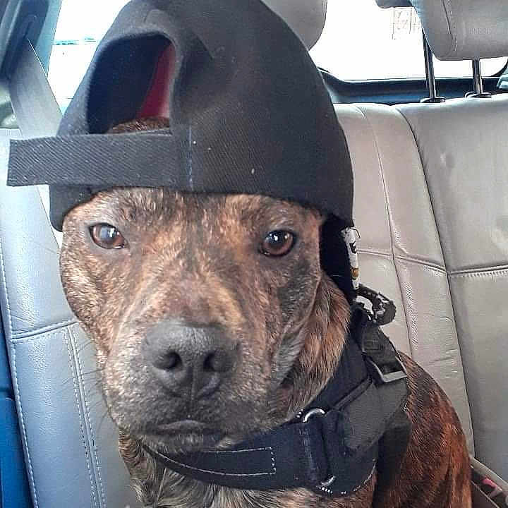 Sultan