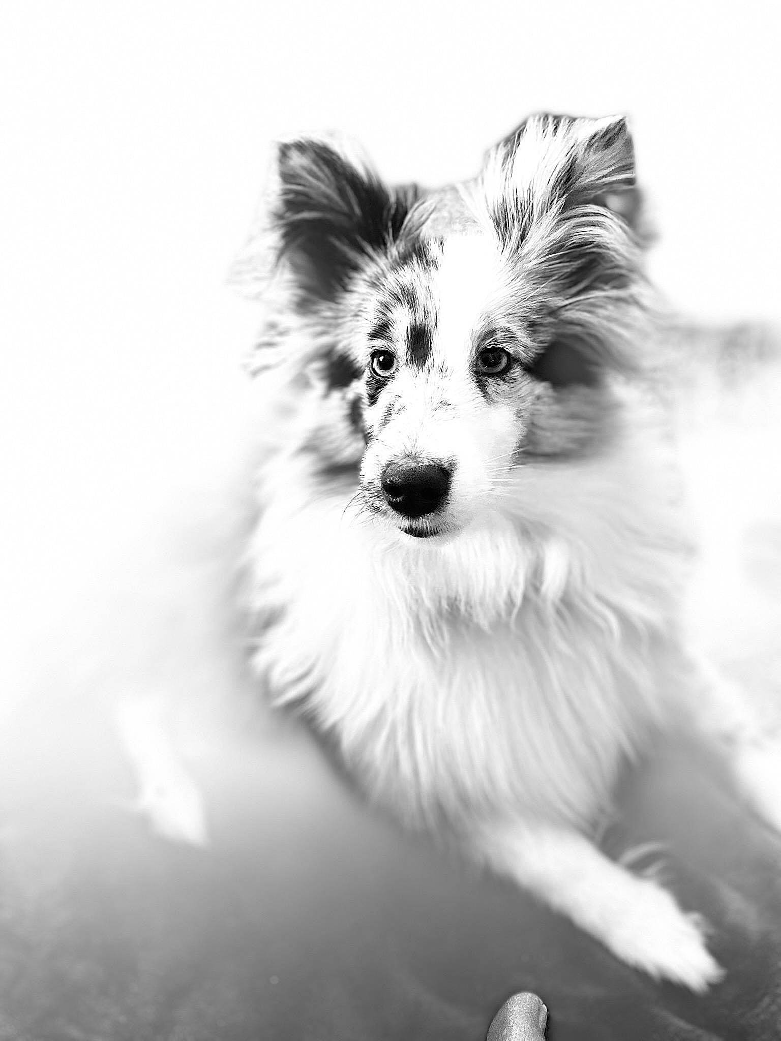 Sky is registered to the contest to win money with this photo: art, black_and_white, canidae, carnivore, companion_dog, dog, dog_breed, fur, happy, monochrome, monochrome_photography, photography, scotch_collie, snout, sporting_group, style, toy_dog, whiskers, working_dog