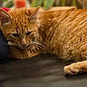 Edward participe au concours pour gagner de l'argent avec cette photo : animal, blurred_background, calm, cat, closeup, cozy, cute, domestic, feline, flower, fur, indoor, orange_tabby, pet, plant, relaxing, resting, sleepy, soft_light, whiskers