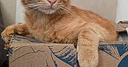 Edward participe au concours pour gagner de l'argent avec cette photo : animal, box, cardboard_box, cat, cute, domestic, ears, feline, fur, ginger_cat, home, indoor, mammal, orange, paw, pet, relaxed, resting, sleepy, whiskers