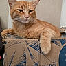 animal, box, cardboard_box, cat, cute, domestic, ears, feline, fur, ginger_cat, home, indoor, mammal, orange, paw, pet, relaxed, resting, sleepy, whiskers