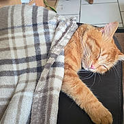 Edward a rejoint le concours — aidez-le/la à gagner de superbes lots ! blanket, cat, comfort, couch, cozy, feline, fur, indoor, living_room, orange_cat, paw, peaceful, pet, plaid, relaxing, resting, rug, sleeping, slipper, tile_floor