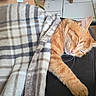 blanket, cat, comfort, couch, cozy, feline, fur, indoor, living_room, orange_cat, paw, peaceful, pet, plaid, relaxing, resting, rug, sleeping, slipper, tile_floor