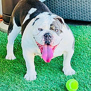 Miss Dolly is registered to the contest to win money with this photo: bulldog, dog, pet, grass, tennis_ball, outdoor, animal, playful, tongue_out, happy, canine, summer, green, fur, mammal, toy, play, domestic_animal, daylight, standing
