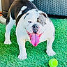 bulldog, dog, pet, grass, tennis_ball, outdoor, animal, playful, tongue_out, happy, canine, summer, green, fur, mammal, toy, play, domestic_animal, daylight, standing