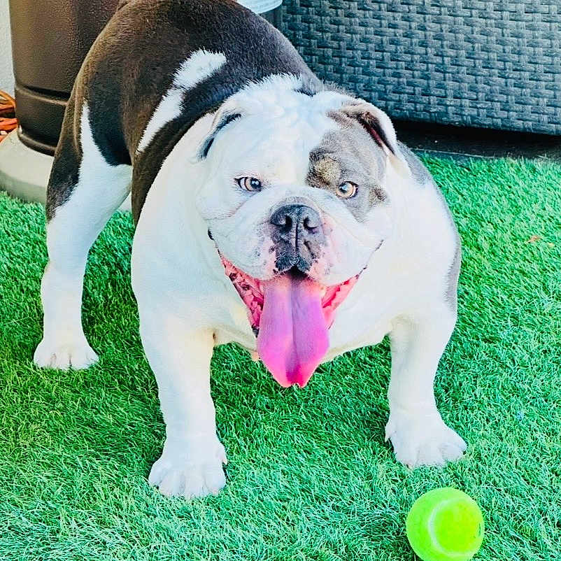 Miss Dolly