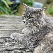 Chubs is registered to the contest to win money with this photo: animal, cat, closeup, daylight, domestic_animal, ears, eyes, feline, fluffy, greenery, grey_fur, nature, outdoor, peaceful, pet, portrait, relaxed, resting, whiskers, wooden_surface