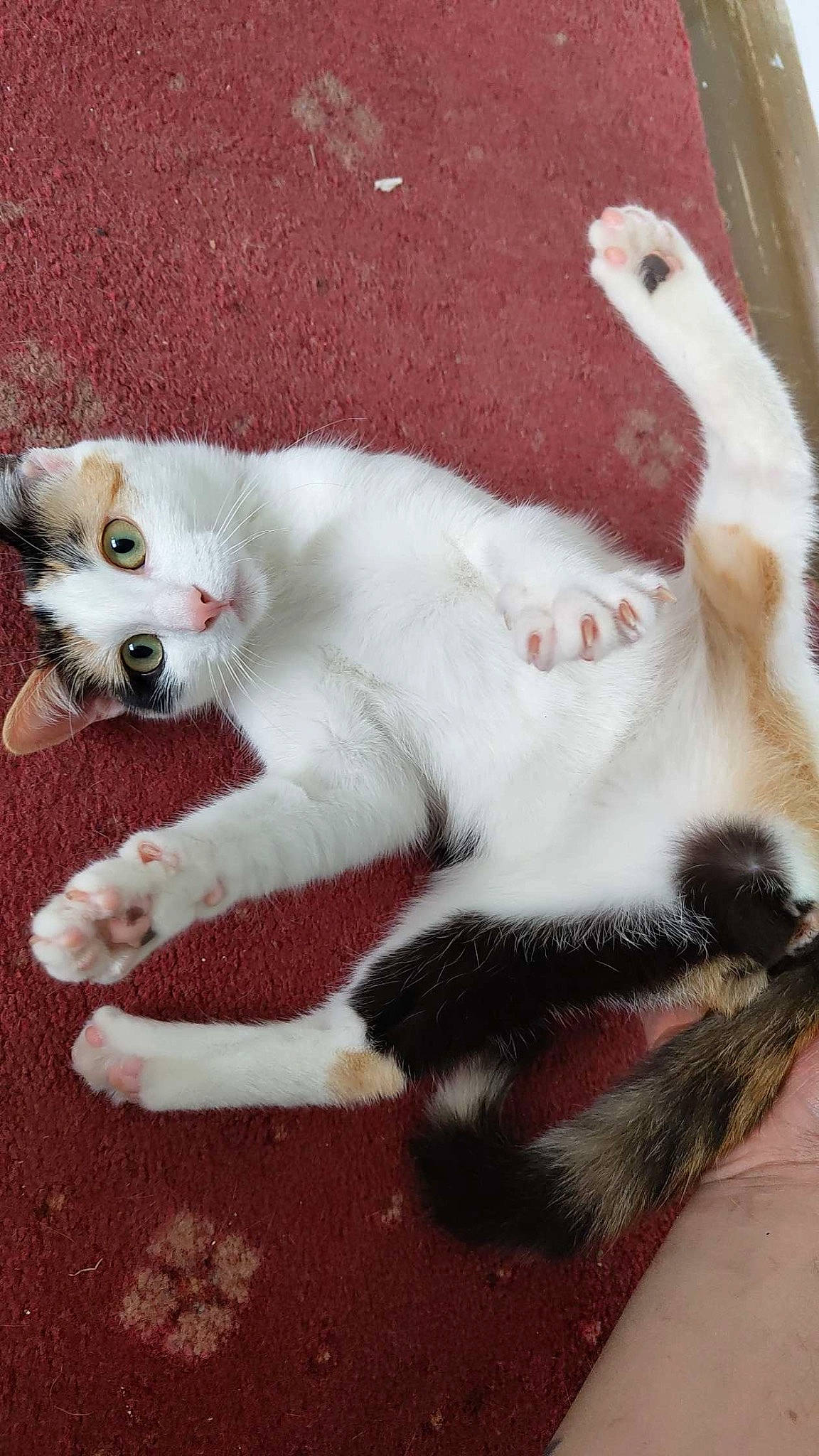 Peaches is registered to the contest to win money with this photo: canidae, carmine, carnivore, cat, claw, companion_dog, dog_breed, domestic_short_haired_cat, fawn, felidae, foot, fur, pattern, paw, small_to_medium_sized_cats, snout, tail, terrestrial_animal, toe, whiskers