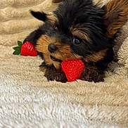 Atou participe au concours pour gagner de l'argent avec cette photo : adorable, animal, black_fur, blanket, brown_fur, close_up, cozy, cute, dog, fluffy, indoor, lying_down, pet, playful, puppy, small_animal, soft_texture, strawberry, toy, young