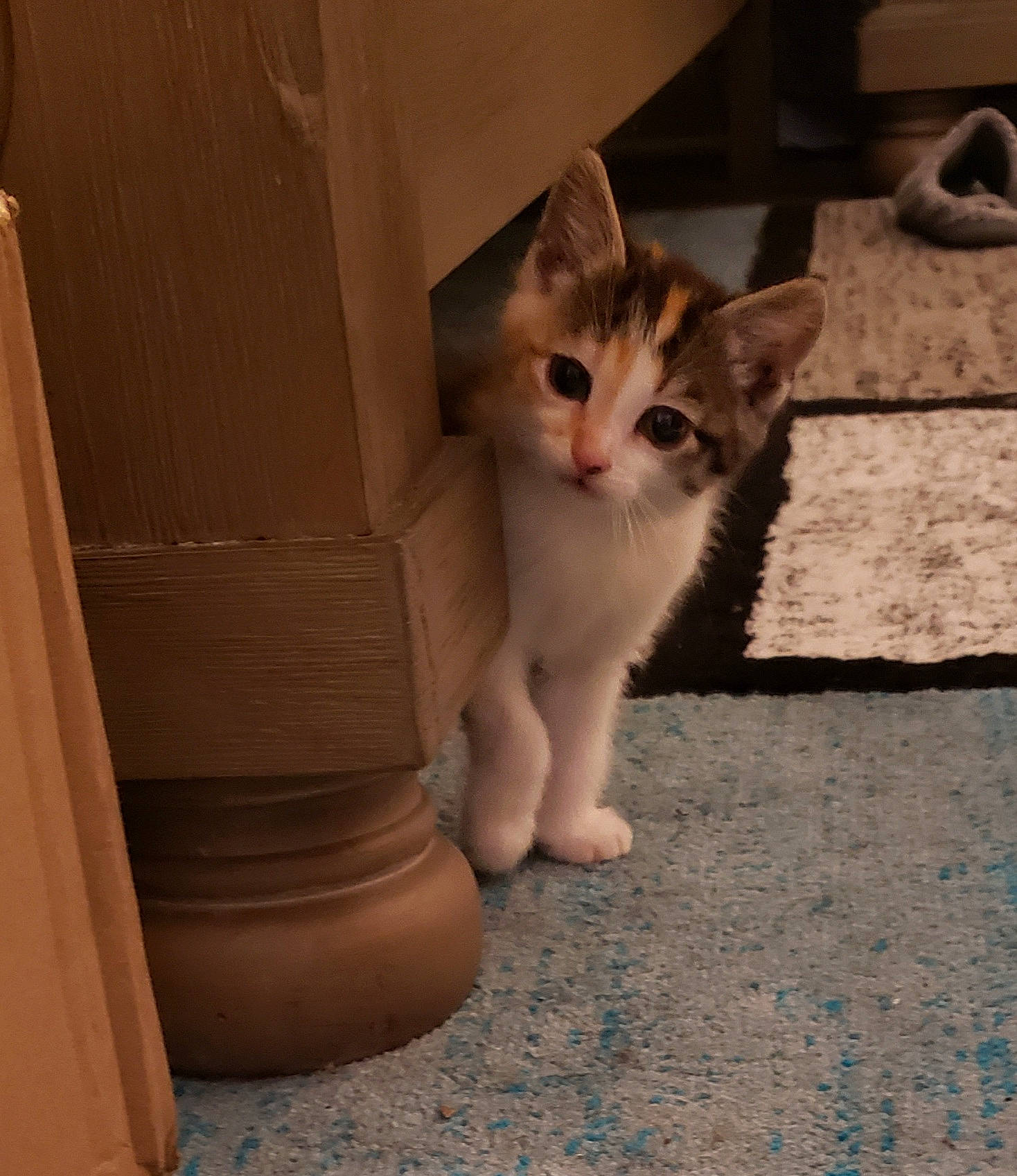 Rue joined the competition — help win amazing prizes! box, cardboard, carnivore, carton, cat, domestic_short_haired_cat, fawn, felidae, flooring, foot, fur, hardwood, human_leg, paw, shipping_box, small_to_medium_sized_cats, snout, tail, whiskers, wood