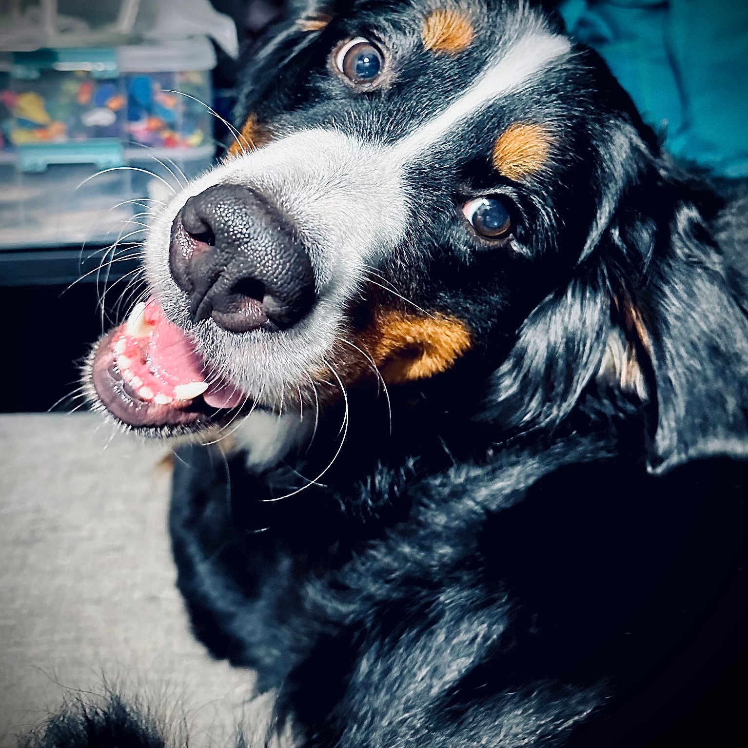 Rosco joined the competition — help win amazing prizes! animal, appenzeller, bodypart, canine, cockerspaniel, couch, dog, face, furniture, head, hound, indoors, mouth, person, pet, photography, portrait, puppy, teeth, tongue