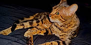 Cheeto is registered to the contest to win money with this photo: animal, bed, cat, closeup, domestic, ears, feline, fur, indoor, mammal, night, paw, pet, portrait, relaxed, resting, sleepy, spotted, striped, whiskers
