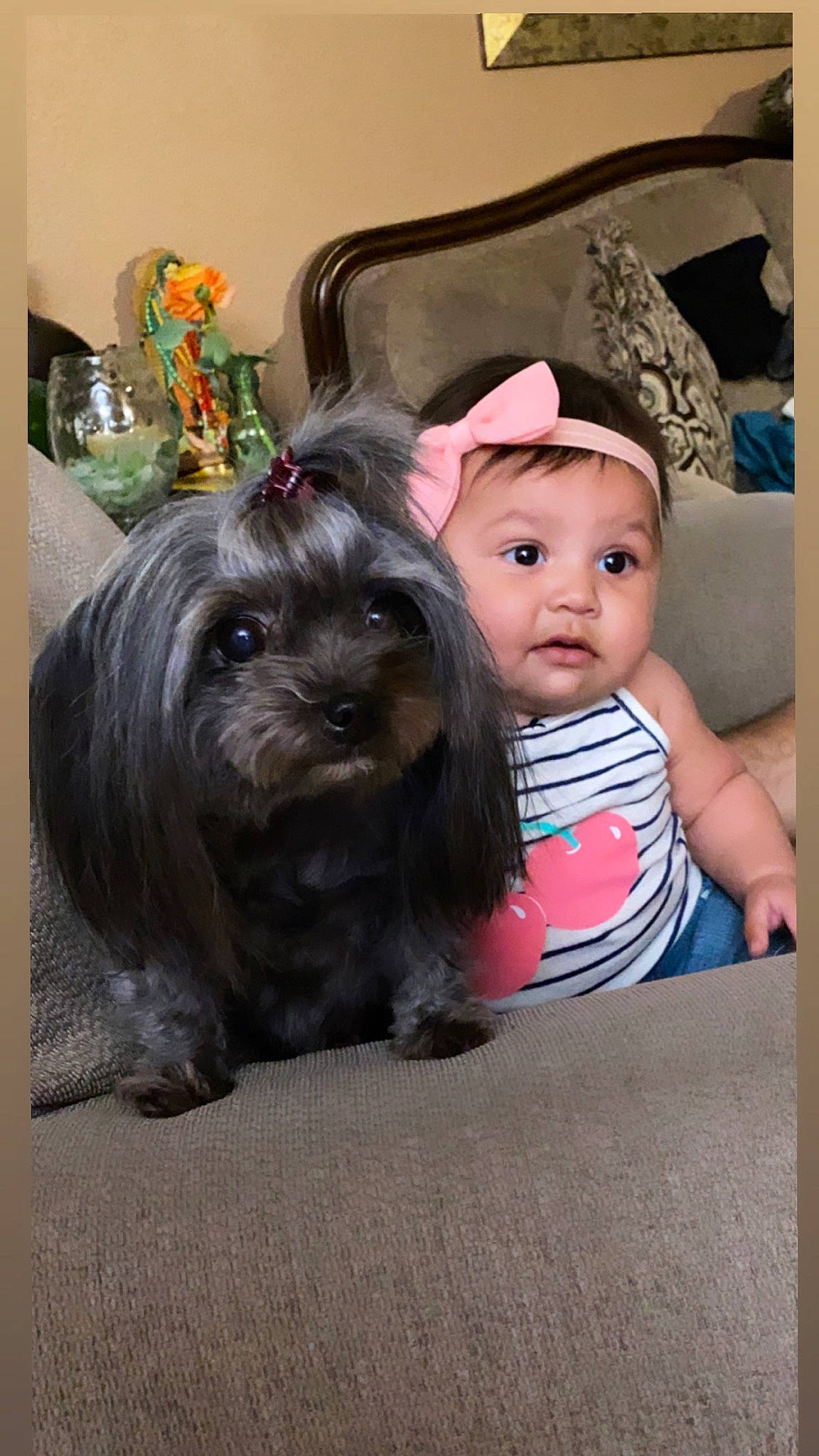 Sophia joined the competition — help win amazing prizes! baby, baby_toddler_clothing, carnivore, comfort, companion_dog, dog, dog_breed, happy, houseplant, iris, liver, person, plant, sitting, small_terrier, snout, sporting_group, terrier, toddler, toy_dog