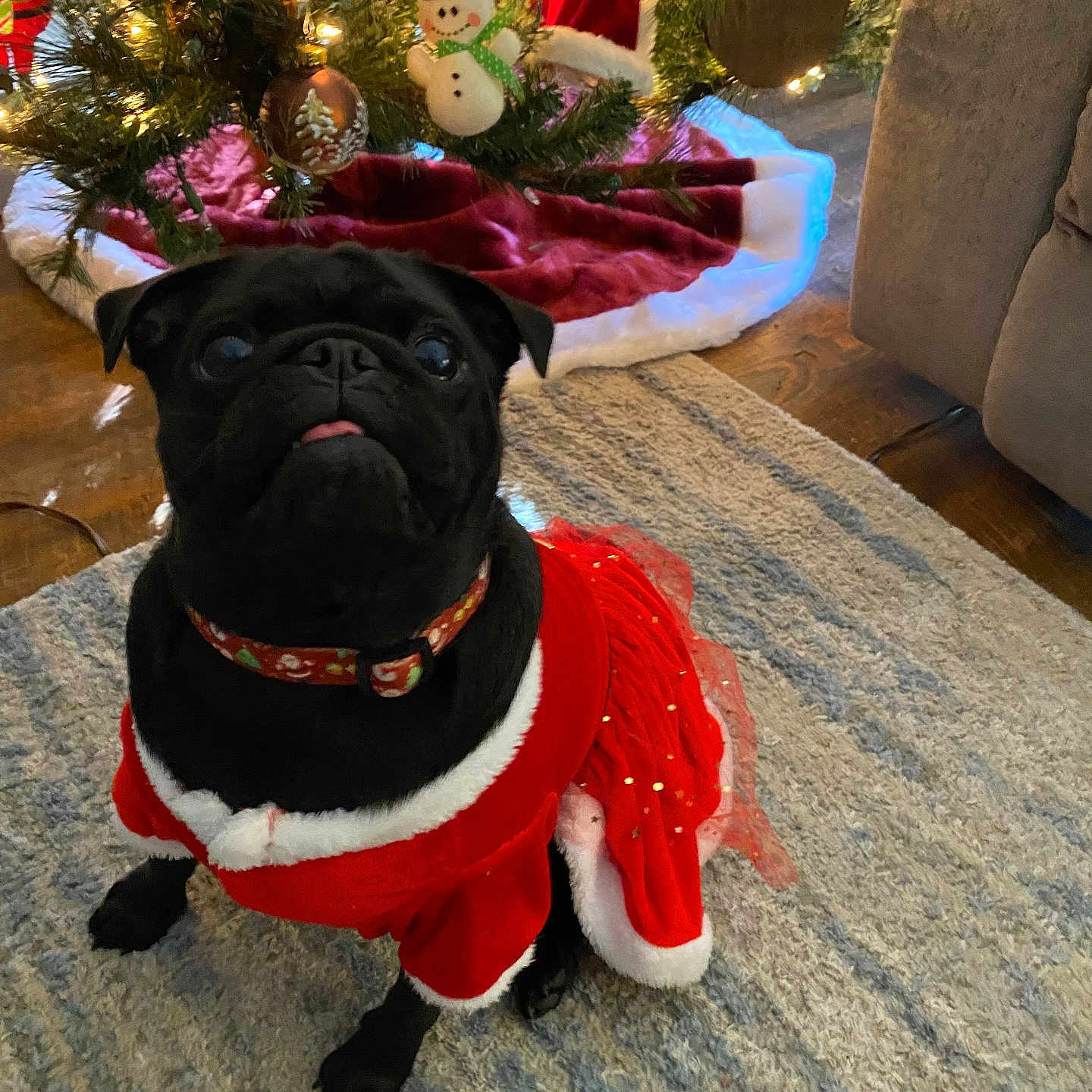 Zoe Orleans is registered to the contest to win money with this photo: animal, black_dog, carpet, christmas_lights, christmas_tree, cute, decor, dog, festive, festive_clothing, holiday_decorations, holiday_season, home, indoor, ornaments, pet, pug, red_dress, small_dog, snowman