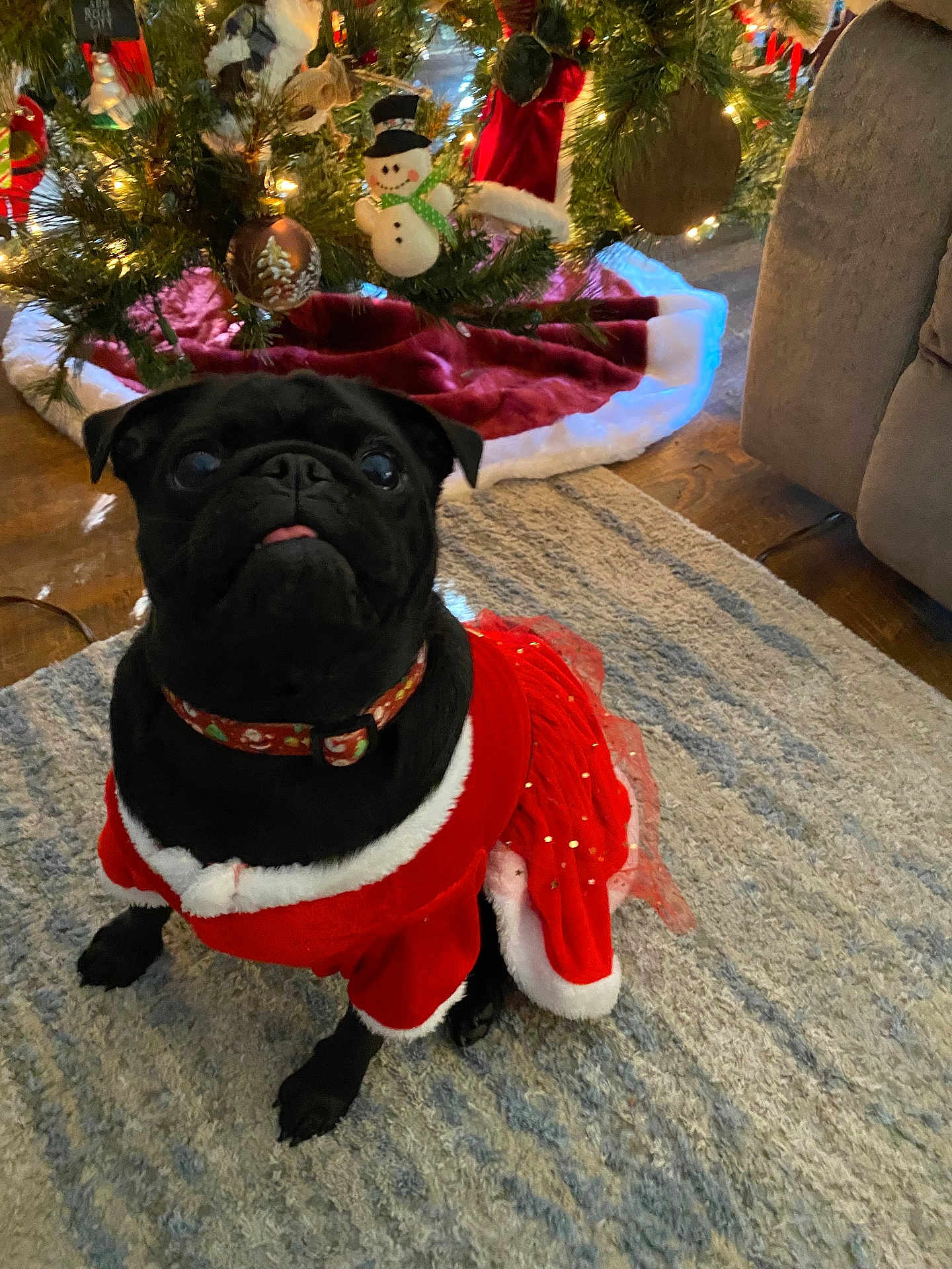 Zoe Orleans is registered to the contest to win money with this photo: dog, pug, black_dog, pet, christmas_tree, holiday_decorations, ornaments, snowman, red_dress, festive_clothing, carpet, indoor, home, cute, small_dog, animal, christmas_lights, holiday_season, festive, decor