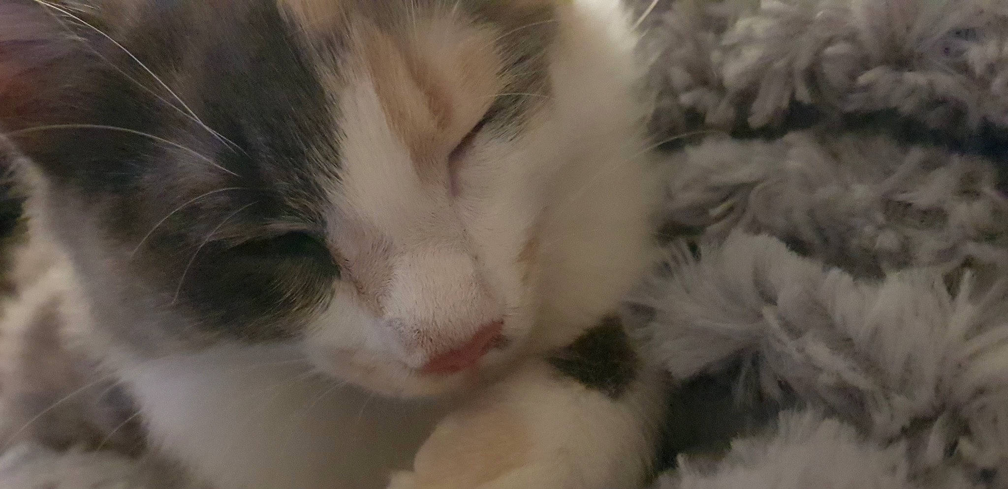 Kira a rejoint le concours — aidez-le/la à gagner de superbes lots ! aegean_cat, american_curl, carnivore, cat, close_up, domestic_long_haired_cat, ear, eye, felidae, fur, kitten, mammal, nap, norwegian_forest_cat, nose, polydactyl_cat, small_to_medium_sized_cats, snout, vertebrate, whiskers