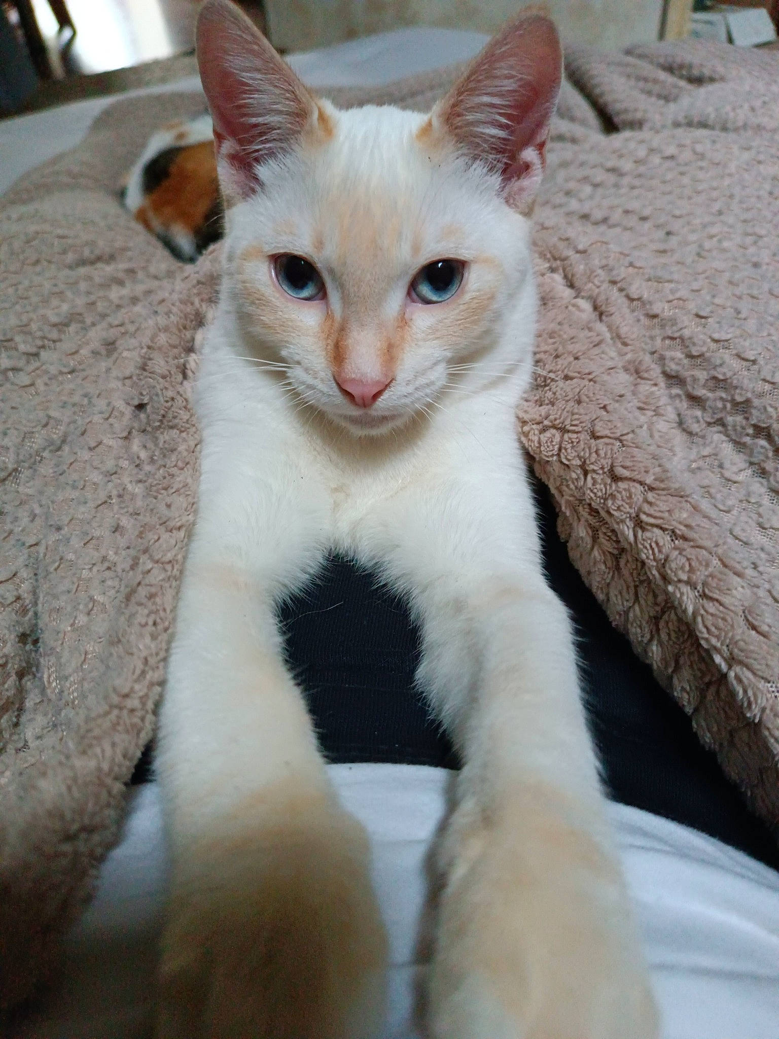 Serge a rejoint le concours — aidez-le/la à gagner de superbes lots ! carnivore, cat, claw, comfort, domestic_short_haired_cat, eye, fawn, felidae, fur, paw, small_to_medium_sized_cats, snout, tail, terrestrial_animal, whiskers, window