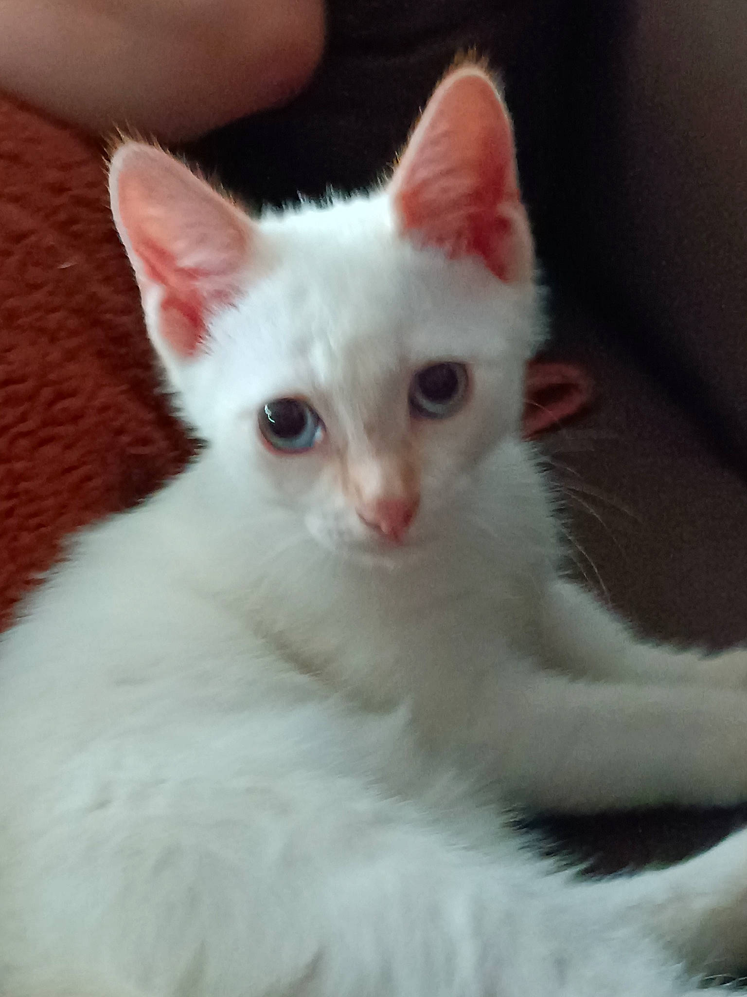 Serge participe au concours pour gagner de l'argent avec cette photo : carnivore, cat, domestic_short_haired_cat, ear, felidae, fur, iris, small_to_medium_sized_cats, snout, tail, terrestrial_animal, whiskers